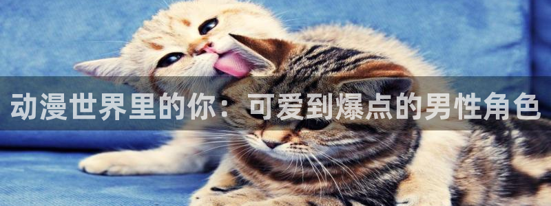 火狼动漫免费观看